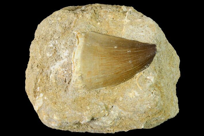 Mosasaur (Prognathodon) Tooth In Rock - Morocco #154863